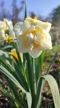 Çiçeklenen narsislerin çiçek açması yakın plan. Çiçek açan nergis çiçekleri yeşil saplı beyaz ve sarı yapraklar ve güneşli bahar günlerinde toprakta büyüyen yapraklar. Dikey Seçim