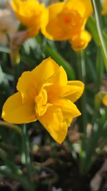 Çiçek açan nergis çiçeğinin yakın çekimi. Çiçek açan nergis çiçekleri ve yeşil yaprak yapraklarının üzerindeki sarı yapraklar güneşli bahar günlerinde toprakta yetişiyor. Dikey seçim üretimi