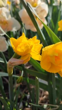 Çiçek açan nergis çiçeğinin yakın çekimi. Çiçek açan nergis çiçekleri ve yeşil yaprak yapraklarının üzerindeki sarı yapraklar güneşli bahar günlerinde toprakta yetişiyor. Dikey seçim üretimi