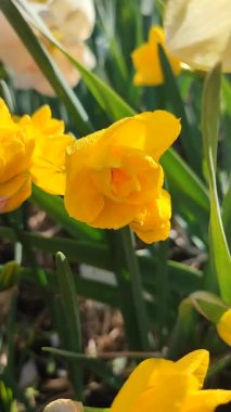 Çiçek açan nergis çiçeğinin yakın çekimi. Çiçek açan nergis çiçekleri ve yeşil yaprak yapraklarının üzerindeki sarı yapraklar güneşli bahar günlerinde toprakta yetişiyor. Dikey seçim üretimi