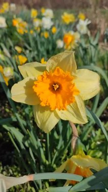 Narcissus 'un çeşitli renklerinde çiçek açan güzel bir çiçek. Çiçek açan nergis çiçeği, yeşil sapında sarı taç yaprakları, güneşli bahar gününde toprakta büyüyen yapraklar.