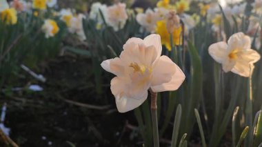 Çiçek açan nergis çiçeği yaklaş. Tomurcuklanan narsisli beyaz pembe yapraklı çiçek tomurcukları yeşil saplı mantarlar ve baharda güneşli bir sabah bahçedeki kara toprakta büyüyen yapraklar.