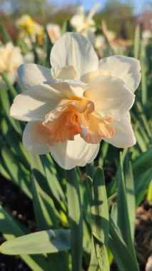 Çiçek açan narsislerin çiçek açması. Çiçek açan nergis, yeşil saplı beyaz ve turuncu yapraklı nergis çiçeğinin bulanık arka planında güneşli bahar sabahı dikey