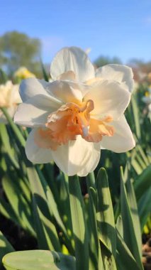 Çiçek açan narsislerin çiçek açması. Çiçek açan nergis, yeşil saplı beyaz ve turuncu yapraklı nergis çiçeğinin bulanık arka planında güneşli bahar sabahı dikey
