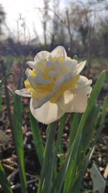 Narcissus çeşitliliğinin yeşeren çiçekleri. Yakın plan Genç Bağlılık. Çiçek açan nergis yeşil sapta beyaz ve sarı taç yaprakları ve güneşli bahar gününde yerde büyüyen yapraklar.