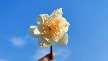 Elinde çiçek açan nergis çiçeğini tutan kişi. Arka planda beyaz ve turuncu yapraklarla çiçek açan narsisler güneşli bir bahar sabahı bulutsuz mavi gökyüzü. Doğa. Doğal arkaplan