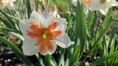 Çiçekli çiçek narsisleri yaklaşın. Çiçek açan nergis çiçekleri, beyaz turuncu taç yaprakları, tomurcuklanma, yeşil gövde, güneşli bahar günü bahçede yapraklar yetişiyor.