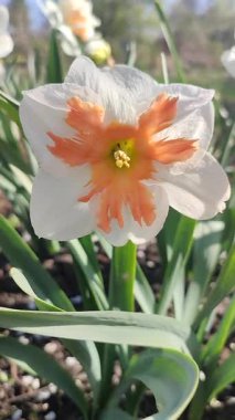 Çiçekli çiçek narsisleri yaklaşın. Çiçek açan nergis, beyaz turuncu taç yapraklı, yeşil saplı erkeklik organları var. Güneşli bahar gününde bahçede yapraklar büyüyor. Dikey.