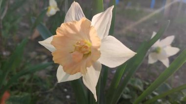 Çiçek açan nergis çiçeği yaklaş. Güneşli bahar akşamında beyaz ve pembe yapraklı narsisli çiçek. Parlayan güneş ve güneş ışınları. Bahçedeki çiçek tarhı. Değişik çiçeklerin üremesi.
