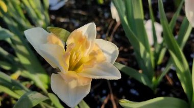 Narcissus Casanova. Çiçek açan nergis çiçeği. Yeşil saplı beyaz turuncu yapraklar. Güneşli bahar gününde kara toprakta yetişiyor. Çiçeklerin seçilmesi. Tarım ve bahçıvanlık
