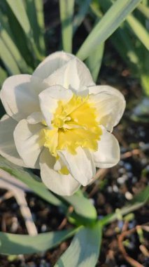 Güzel narsisli çiçek. Yaklaş. Çiçek açan nergis çiçeği, beyaz ve sarı yapraklı, yeşil yapraklı, güneşli bahar gününde kara toprakta büyüyen. Çiçek seçimi. Dikey