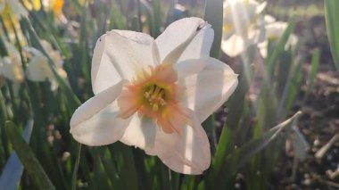 Çiçek açan nergis çiçeğinin yakın çekimi. Parlak narsisli çiçek, beyaz turuncu taç yapraklı, yeşil yapraklı ve güneşli bir bahar sabahı büyüyen. Parlayan güneş ışınları