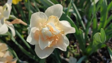 Çiçek açan çiçek nergis çiçeği çeşidi Delnashaugh, beyaz pembe yapraklı, erkeksi çiçekli ve narsist çiçeklerin arka planında sabah çiği damlaları ve bahçedeki çimlerde büyüyen güneşli bahar günü.