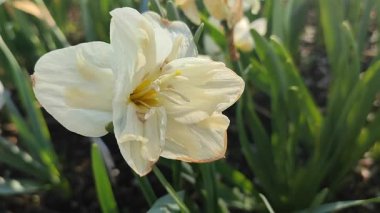 Çiçek açan güzel narsisli çiçek. Çiçek açan nergis çiçekleri, yeşil yapraklı beyaz taç yaprakları, güneşli bahar günlerinde toprakta büyüyor. Seçici üreme. Tarım çiftçiliği.