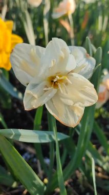 Çiçek açan güzel narsisli çiçek. Çiçek açan nergis çiçekleri, yeşil yapraklı beyaz yapraklı, güneşli bahar gününde toprakta büyüyen. Seçici üreme. Tarım Bahçeciliği Dikey