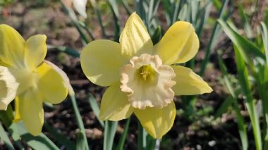 Çiçek açan nergis çiçeği. Çiçek açan narsisli çiçek, yeşil saplı sarı yapraklar ve güneşli bahar gününde yaprakların büyümesi. Seçici üreme. Tarım