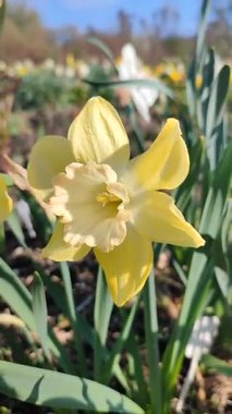 Çiçek açan nergis çiçeği. Çiçek açan narsisli sarı yapraklı yeşil saplı kabartma yapraklı güneşli bahar günü toprakta büyüyen yapraklar. Seçici üreme. Tarım Dikey