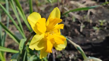 Çiçek açan nergis çiçeği. Yeşil bir sapta sarı yaprakları olan ve güneşli bir bahar gününde yaprakları toprakta büyüyen çiçek açan narsist bir çiçek. Çiçeklerin seçilmesi. Doğa
