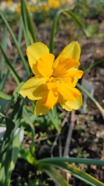 Çiçek açan nergis çiçeği. Çiçek açan narsisli çiçek yeşil saplı sarı yapraklar ve güneşli bahar günlerinde toprakta büyüyen yapraklar. Çiçeklerin seçilmesi. Doğa Dikey