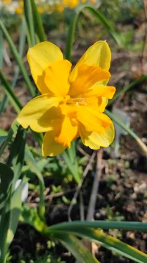 Çiçek açan nergis çiçeği. Çiçek açan narsisli çiçek yeşil saplı sarı yapraklar ve güneşli bahar günlerinde toprakta büyüyen yapraklar. Çiçeklerin seçilmesi. Doğa Dikey