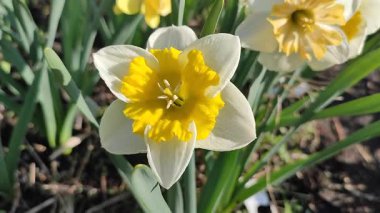 Çiçek açan narsislerin yakın çekimi. Çiçek açan narsisli beyaz sarı yapraklı kabartma tomurcuklu yeşil saplı mantarlı ve güneşli bahar gününde yapraklı.