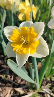 Çiçek açan narsislerin yakın çekimi. Çiçek açan narsisli beyaz sarı yapraklı kabartma tomurcuklu yeşil saplı mantarlı ve güneşli bahar gününde yaprakları büyüyen dikey.