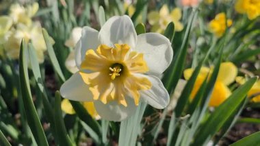Çiçek açan narsislerin yakın çekimi. Çiçek açan narsisli beyaz sarı yapraklı kabartma tomurcuklu yeşil saplı mantarlı ve güneşli bahar gününde yapraklı.