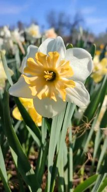 Çiçek açan narsislerin yakın çekimi. Çiçek açan narsisli beyaz sarı yapraklı kabartma tomurcuklu yeşil saplı mantarlı ve güneşli bahar gününde yaprakları büyüyen dikey.