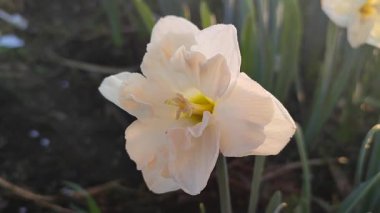 Narcissus çeşitliliğinin çiçek açan güzel çiçekleri yakın plan. Çiçek açan çiçek, beyaz pembe taç yapraklı, tomurcuklu yeşil saplı, güneşli bahar sabahı toprakta büyüyen.