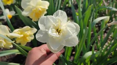 Elinde çiçek açan narsisli çiçek. Çiçek açan narsisli beyaz yapraklı kabarıklıklar güneşli bahar günlerinde ellerinin altında büyür. Seçim ve üreme. Tarım çiftçiliği.