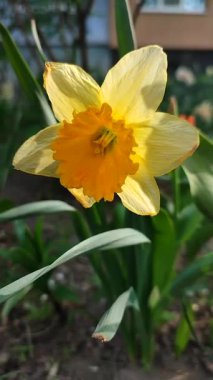 Narcissus 'un çiçek açan güzel çiçekleri. Çiçek açan nergis çiçeği, yeşil sapında sarı taç yaprakları, güneşli bahar gününde toprakta büyüyen yapraklar.