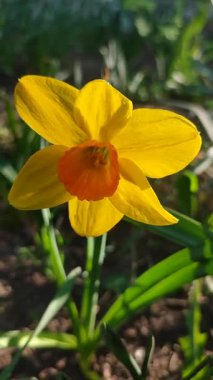 Narcissus 'un çiçek açan güzel çiçekleri. Çiçek açan nergis çiçeği, yeşil sapında sarı taç yaprakları, güneşli bahar gününde toprakta büyüyen yapraklar.