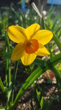 Narcissus 'un çiçek açan güzel çiçekleri. Çiçek açan nergis çiçeği, yeşil sapında sarı taç yaprakları, güneşli bahar gününde toprakta büyüyen yapraklar.