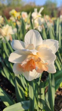 Çiçek açan narsislerin çiçek açması. Çiçek açan nergis, yeşil saplı beyaz ve turuncu yapraklı nergis çiçeğinin bulanık arka planında güneşli bahar sabahı dikey