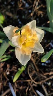 Narcissus Casanova. Çiçek açan nergis çiçeği. Yeşil saplı beyaz turuncu yapraklar. Güneşli bahar gününde kara toprakta yetişiyor. Çiçek seçimi. Tarım çiftçiliği. Dikey