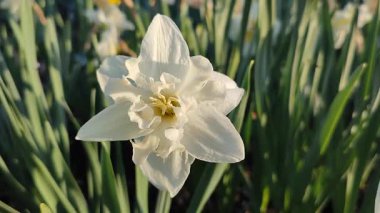 Elinde çiçek açan narsisli çiçek. Çiçek açan narsisli beyaz yapraklı kabarıklıklar güneşli bahar günlerinde ellerinin altında büyür. Seçim ve üreme. Tarım çiftçiliği.