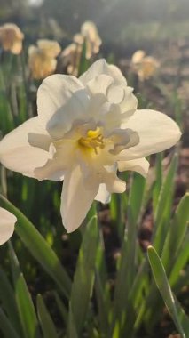 Elinde çiçek açan narsisli çiçek. Güneşli bir bahar gününde, yerde büyüyen beyaz yapraklı çiçek açan narsisli çiçek. Seçici üreme. Dikey Tarım Bahçeciliği