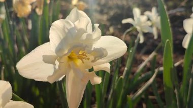 Elinde çiçek açan narsisli çiçek. Çiçek açan narsisli beyaz yapraklı kabarıklıklar güneşli bahar günlerinde ellerinin altında büyür. Seçim ve üreme. Tarım çiftçiliği.