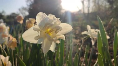 Elinde çiçek açan narsisli çiçek. Çiçek açan narsisli beyaz yapraklı kabarıklıklar güneşli bahar günlerinde ellerinin altında büyür. Seçim ve üreme. Tarım çiftçiliği.