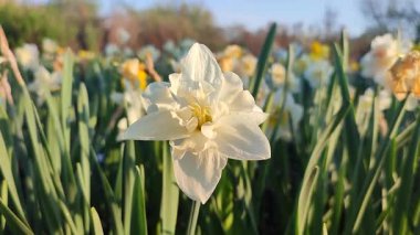 Elinde çiçek açan narsisli çiçek. Çiçek açan narsisli beyaz yapraklı kabarıklıklar güneşli bahar günlerinde ellerinin altında büyür. Seçim ve üreme. Tarım çiftçiliği.