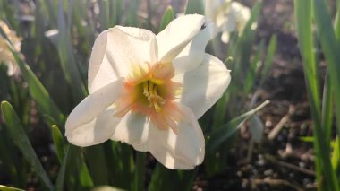 Çiçek açan nergis çiçeğinin yakın çekimi. Parlak narsisli çiçek, beyaz turuncu taç yapraklı, yeşil yapraklı ve güneşli bir bahar sabahı büyüyen. Parlayan güneş ışınları