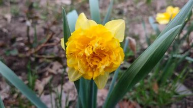 Narcissus 'un çiçek çeşitleri. Çiçek açan nergis çiçeği yeşil sapında sarı yapraklar ve güneşli bahar günlerinde toprakta büyüyen yapraklar. Bahçıvanlık