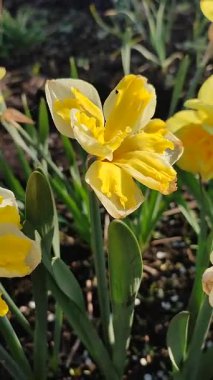 Güneşli bahar gününde çiçek açan narsisli çiçek. Varyete çiçeği narsisli Muz Splash. Beyaz yaprakların üzerine sarı yapraklar oyulmuş. Yeşil saplı erkek organlar. Dikey
