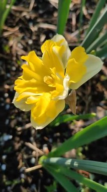 Güneşli bahar gününde çiçek açan narsisli çiçek. Varyete çiçeği narsisli Muz Splash. Beyaz yaprakların üzerine sarı yapraklar oyulmuş. Yeşil saplı erkek organlar. Dikey