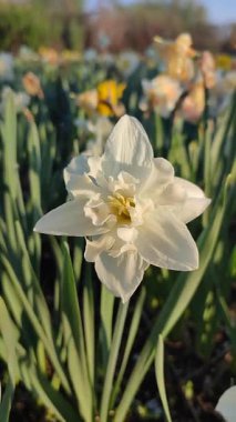 Elinde çiçek açan narsisli çiçek. Güneşli bir bahar gününde, yerde büyüyen beyaz yapraklı çiçek açan narsisli çiçek. Seçici üreme. Dikey Tarım Bahçeciliği