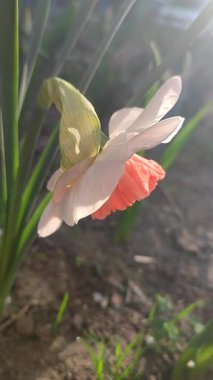 Narsisli Pembe Cazibe. Güneşli bahar gününde yeşil yapraklı beyaz pembe taç yapraklarıyla çiçek açan çiçek. Seçici üreme çiçeği. Dikey Tarım Bahçeciliği