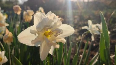 Elinde çiçek açan narsisli çiçek. Çiçek açan narsisli beyaz yapraklı kabarıklıklar güneşli bahar günlerinde ellerinin altında büyür. Seçim ve üreme. Tarım çiftçiliği.