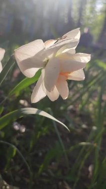 Çiçek açan nergis çiçeğinin yakın çekimi. Bahar akşamları parlayan güneşle bembeyaz turuncu taç yapraklarıyla çiçek açan narsistler. Seçici üreme çeşidi çiçek yatağı. Bahçe Dikey