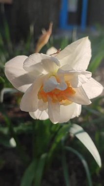 Çiçek açan nergis çiçeğinin yakın çekimi. Bahar akşamları parlayan güneşle bembeyaz turuncu taç yapraklarıyla çiçek açan narsistler. Seçici üreme çeşidi çiçek yatağı. Bahçe Dikey