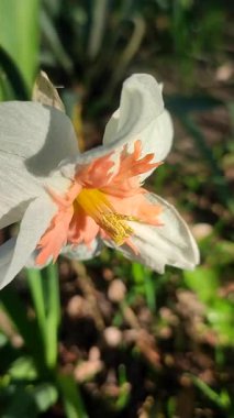 Çiçekli çiçek narsisleri yaklaşın. Çiçek açan nergis, beyaz turuncu taç yapraklı, yeşil saplı erkeklik organları var. Güneşli bahar gününde bahçede yapraklar büyüyor. Dikey.